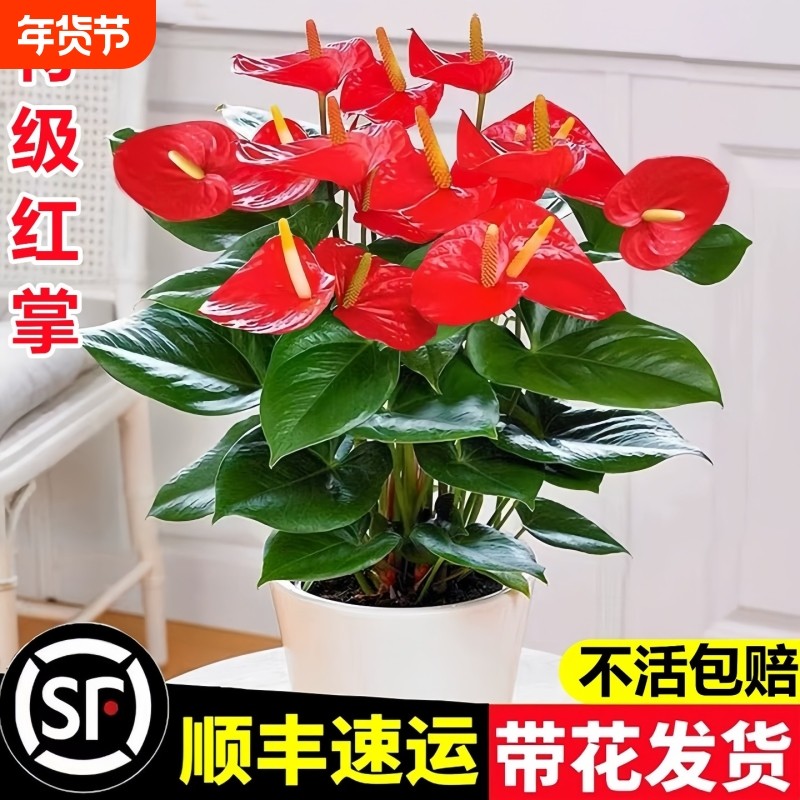 红掌盆栽花卉植物室内花水培四季好养开花白掌绿植客厅带花摆放