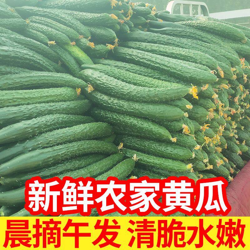 新鲜黄瓜现摘生吃长条带刺黄瓜农家自种当季绿心优质新鲜蔬菜包邮