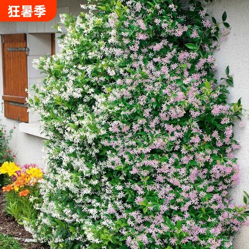 风车茉莉盆栽大苗络石藤垂丝爬藤花卉耐寒阳台常青绿植物四季开花