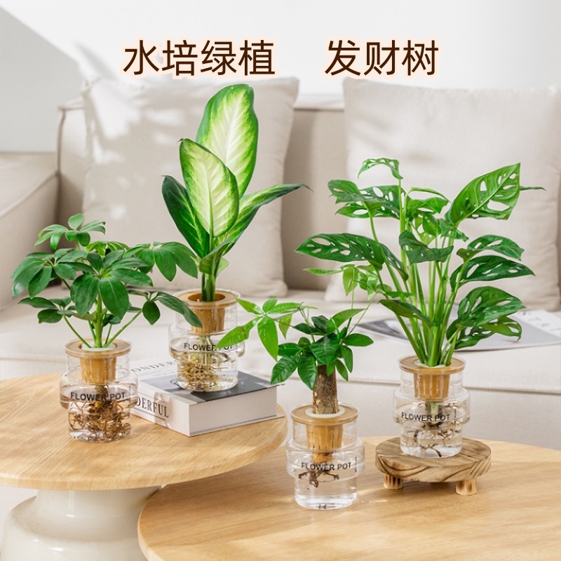 发财树水培植物室内好养白掌九里香办公室桌面绿植水养小盆栽客厅