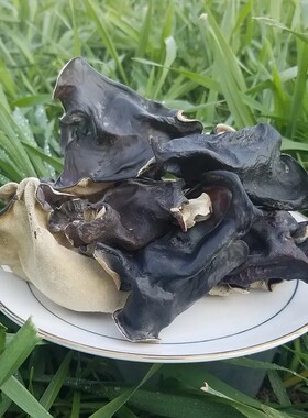 头茬毛木耳干货大木耳地耳脆木耳500g包邮厚木耳大片无根火锅食材