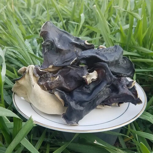 头茬毛木耳干货大木耳地耳脆木耳500g包邮厚木耳大片无根火锅食材
