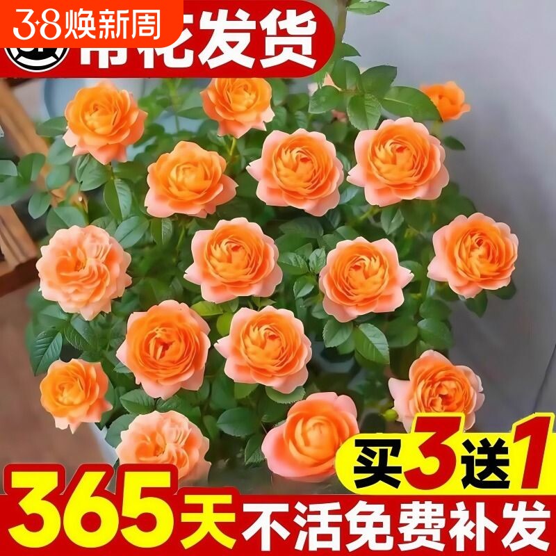 果汁阳台月季花苗盆栽带花苞四季开特大花卉玫瑰树苗鲜花植物室内