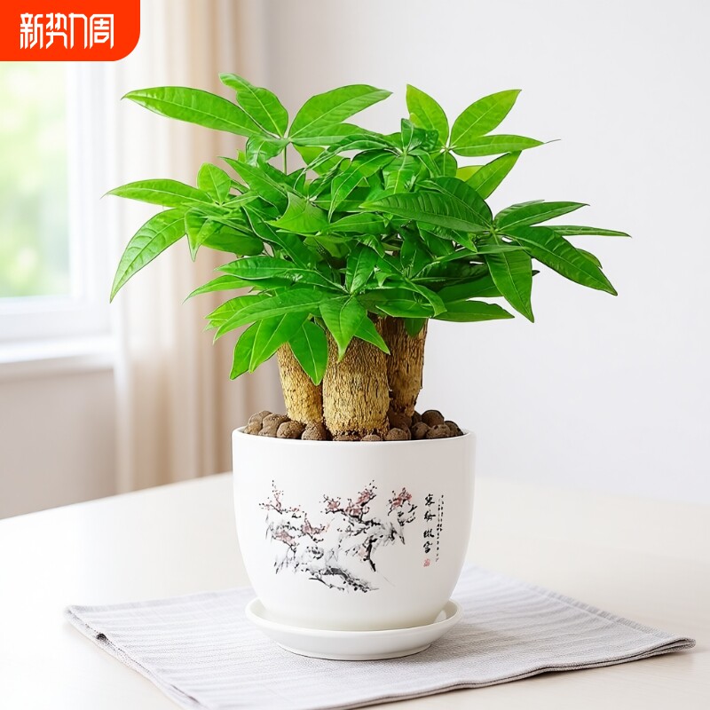 发财树盆栽室内桌面小盆景大发财树苗四季花卉绿植客厅办公室摆放