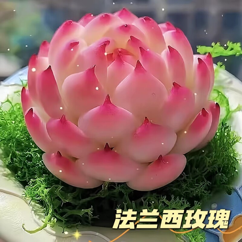 法兰西玫瑰多肉植物群生组合治愈办公桌面新年礼物侧影防辐射好养