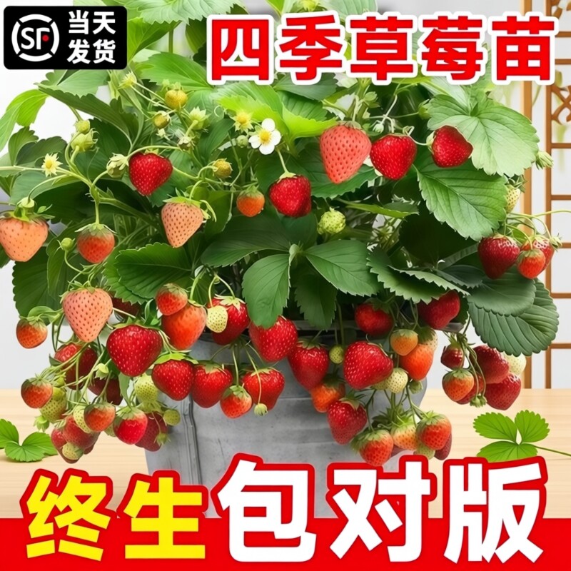 草莓苗四季结果盆栽丹东99草莓苗奶油红颜草莓苗草莓秧