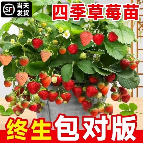 草莓苗四季结果盆栽丹东99草莓苗奶油红颜草莓苗草莓秧