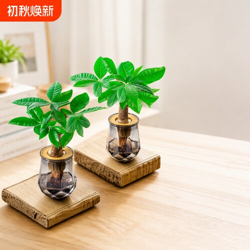 发财树室内水培绿植|千人加购