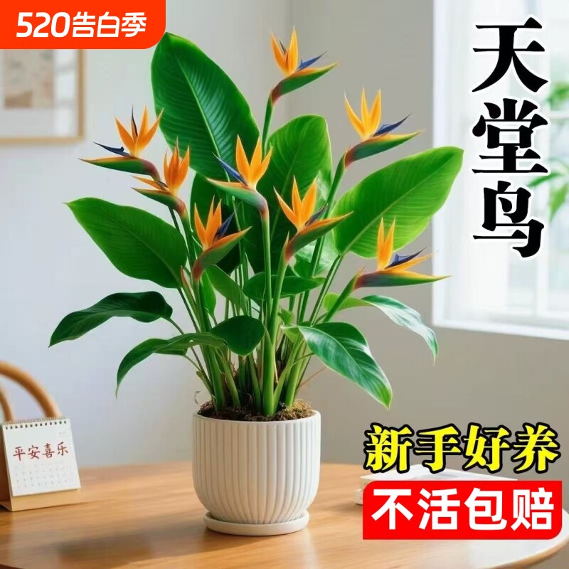 天堂鸟盆栽室内客厅大型绿植高级感大叶植物花卉鹤望兰水培办公桌