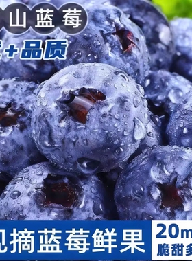 现摘蓝莓鲜果花香蓝莓野生蓝莓新鲜水果怡颗梅l25大果整箱顺丰