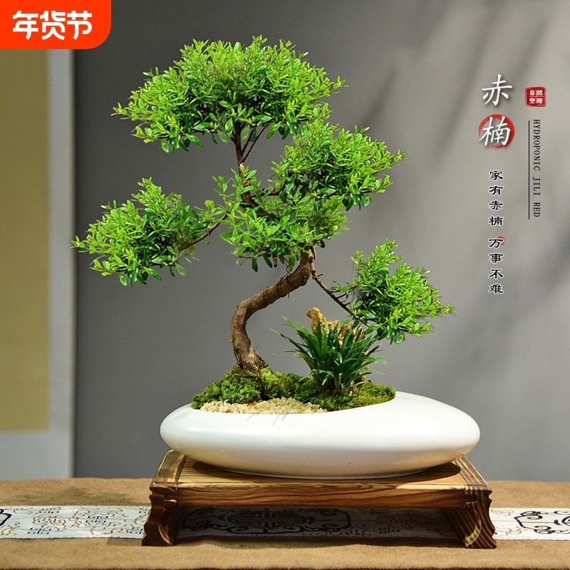 赤楠盆栽室内绿植桌面客厅好养盆景四季常青小叶老桩办公室办公桌