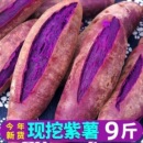 新鲜紫薯紫心番薯地瓜香薯农家自种沙地紫薯农家自种红薯地瓜