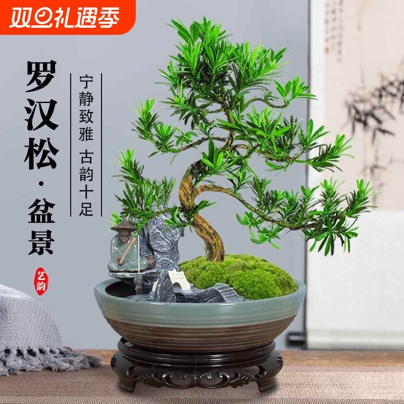 罗汉松盆景老桩植物盆栽雀舌树苗造型树室内花绿植桌面好养客厅