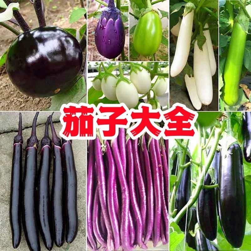 四季播种牛心茄子长茄子杭茄一号蔬菜种子茄子阳台庭院春播芽率高