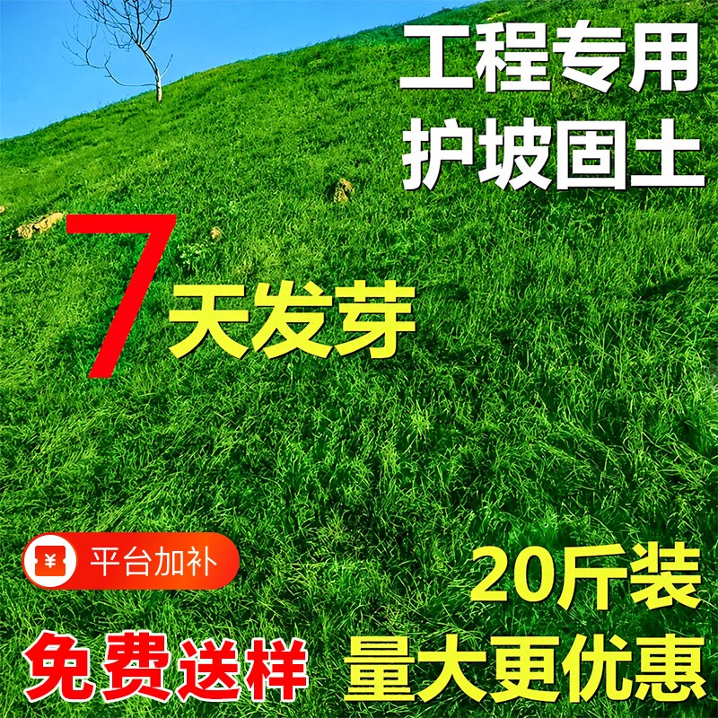 护坡固土草坪草籽四季常青绿化草种子狗牙根草种黑麦草耐寒高羊茅