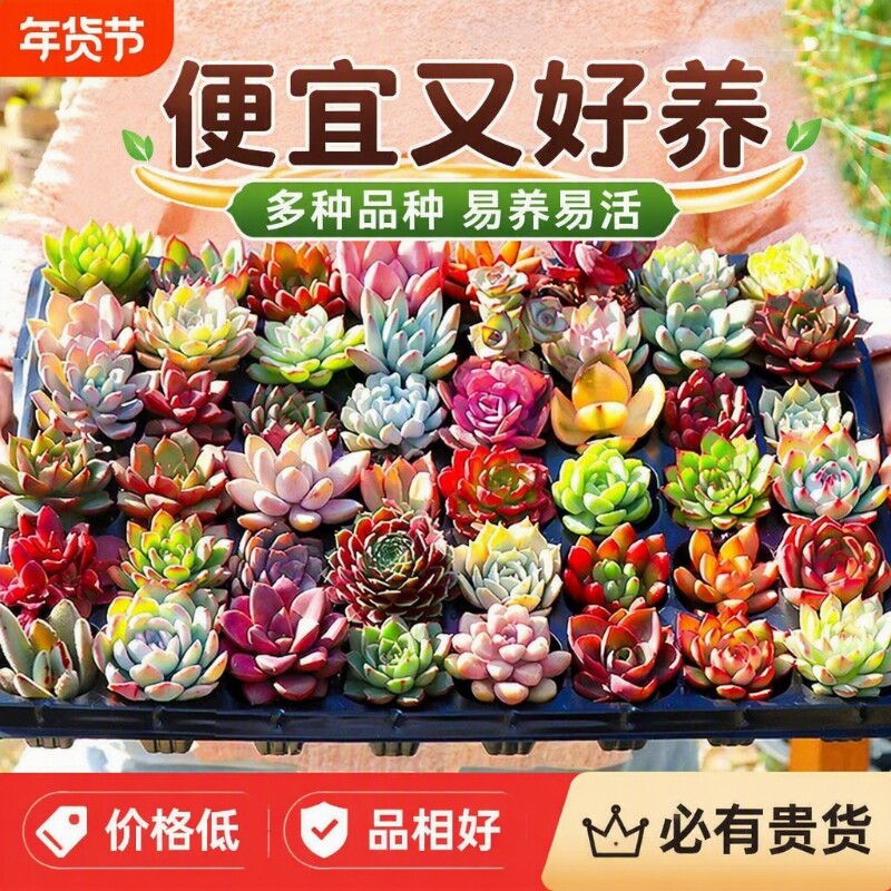 幼儿园稀有多肉植物大颗好养室内小盆栽绿植物花卉有贵货多肉老桩