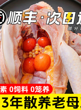 老母鸡正宗农家散养三年土鸡走地鸡新鲜现杀整只鸡炖汤煲汤