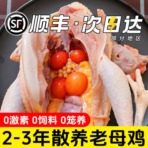 顺丰包邮林间散养3年老母鸡