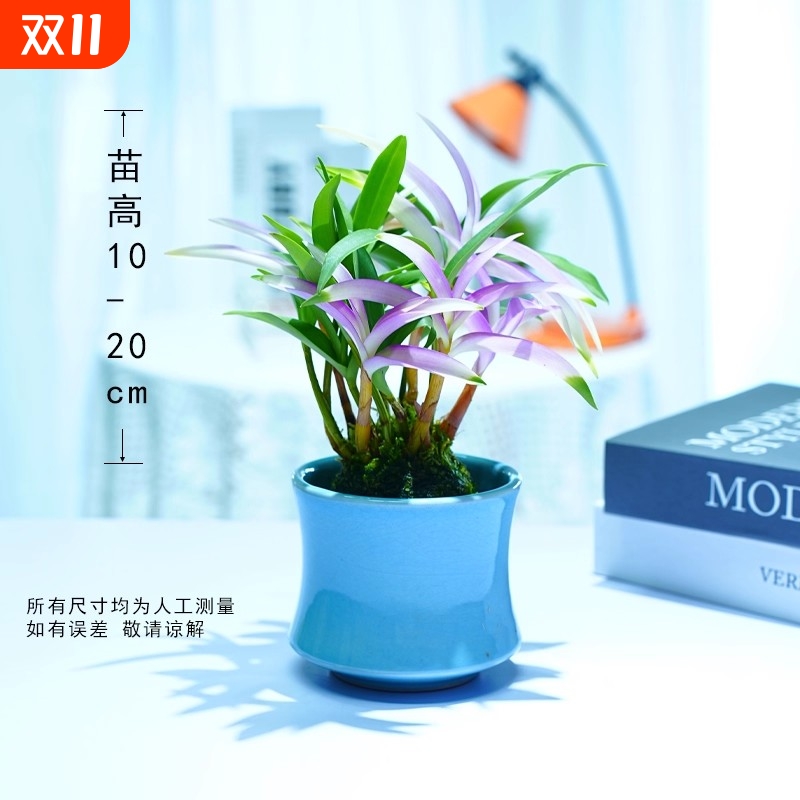 七彩香水石斛懒人好养开花香
