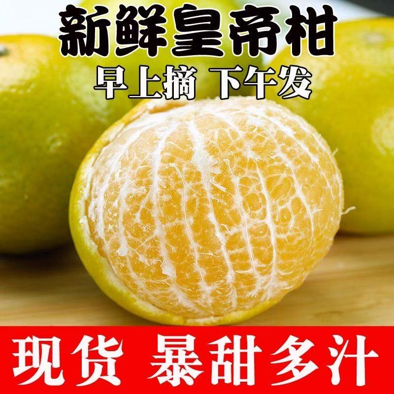 正宗广西皇帝柑新鲜橘子水果当季现摘贡柑甜橘大果包邮果园好吃