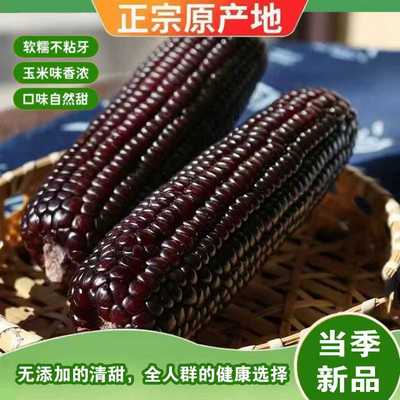 【2025头茬黑玉米】花青素黑糯代餐真空锁鲜甜糯黑糯大棒早餐代餐
