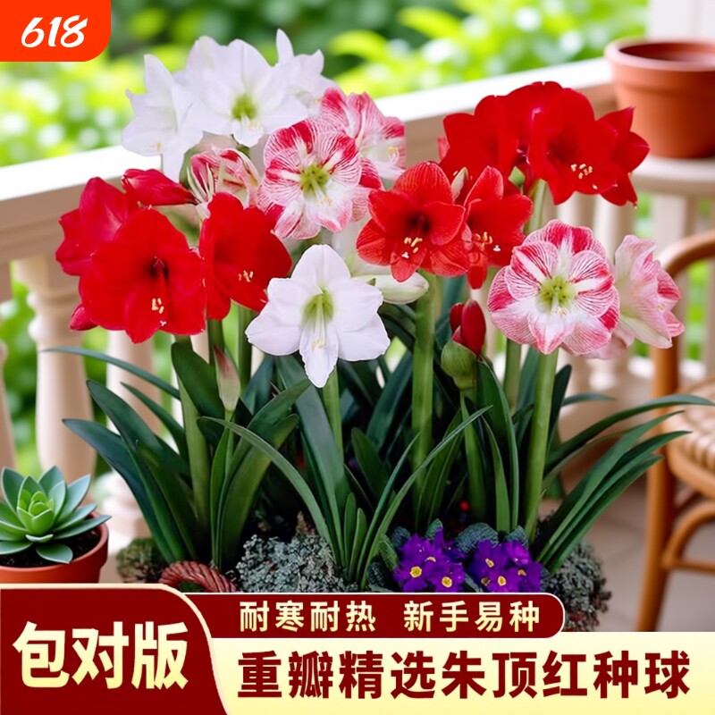 重瓣朱顶红种球花卉盆栽室内阳台室外庭院地载观赏绿植多年生植物