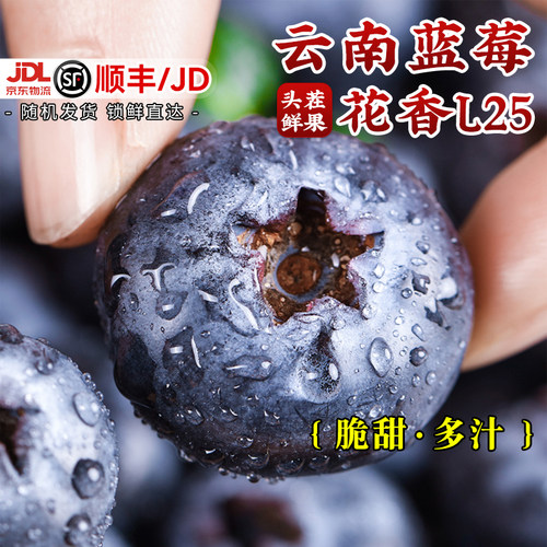 云南高山蓝莓特大当季新鲜水果L25花香脆甜孕妇怡颗蓝梅现摘整箱
