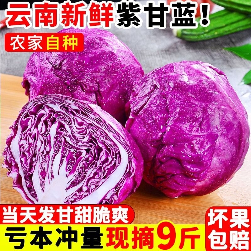 云南新鲜紫甘蓝10斤农家现摘即食