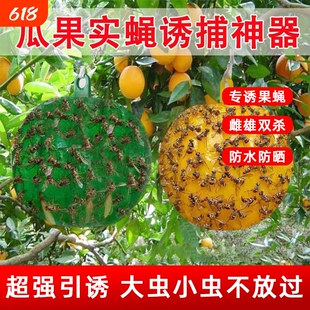 诱蝇球柑橘果蝇苍蝇诱捕器粘蝇球防虫防蜂神器实蝇瓜果强力果园