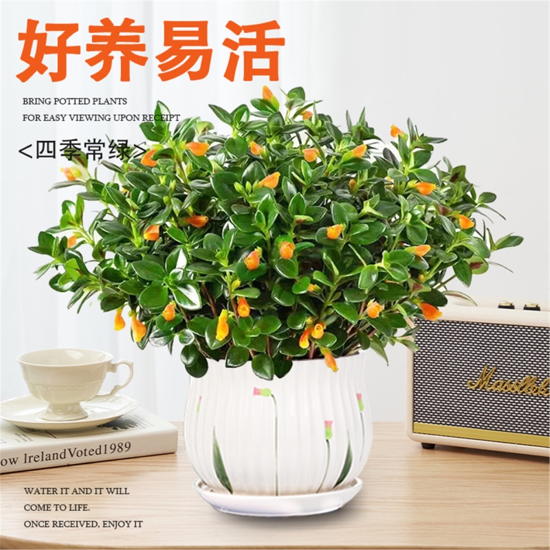 金鱼吊兰盆栽带花苞四季观花植物金鱼花室内室内花卉客厅四季常青