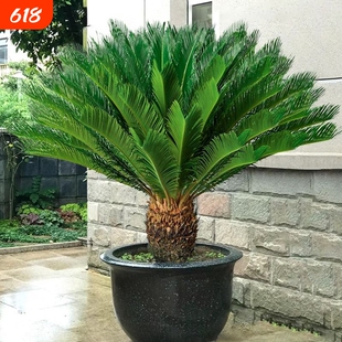 铁树盆栽植物苏铁小树苗四季庭院客厅盆景好养绿植办公桌精品室内