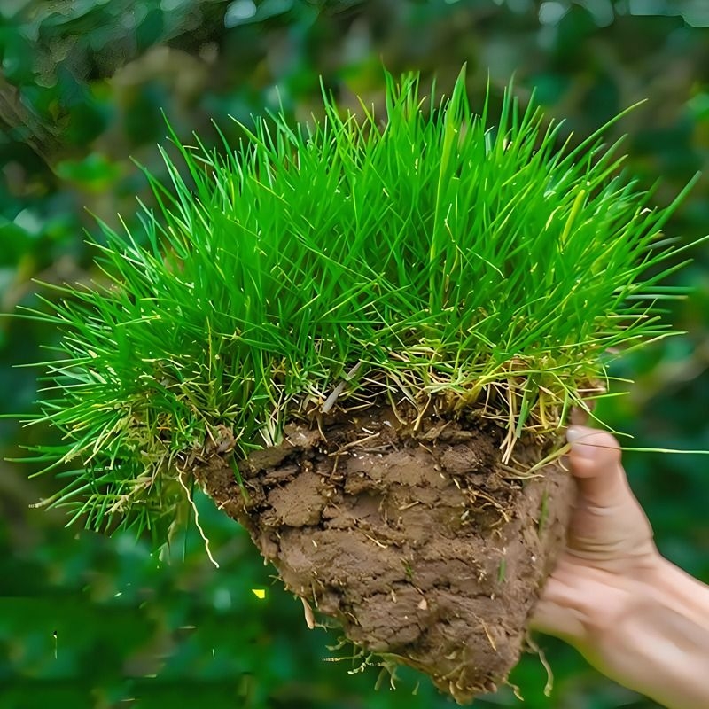 草坪草籽护坡狗牙根马尼拉四季常青庭院草皮绿化黑麦草种子孑矮生 鲜花速递/花卉仿真/绿植园艺 家庭园艺种子 原图主图