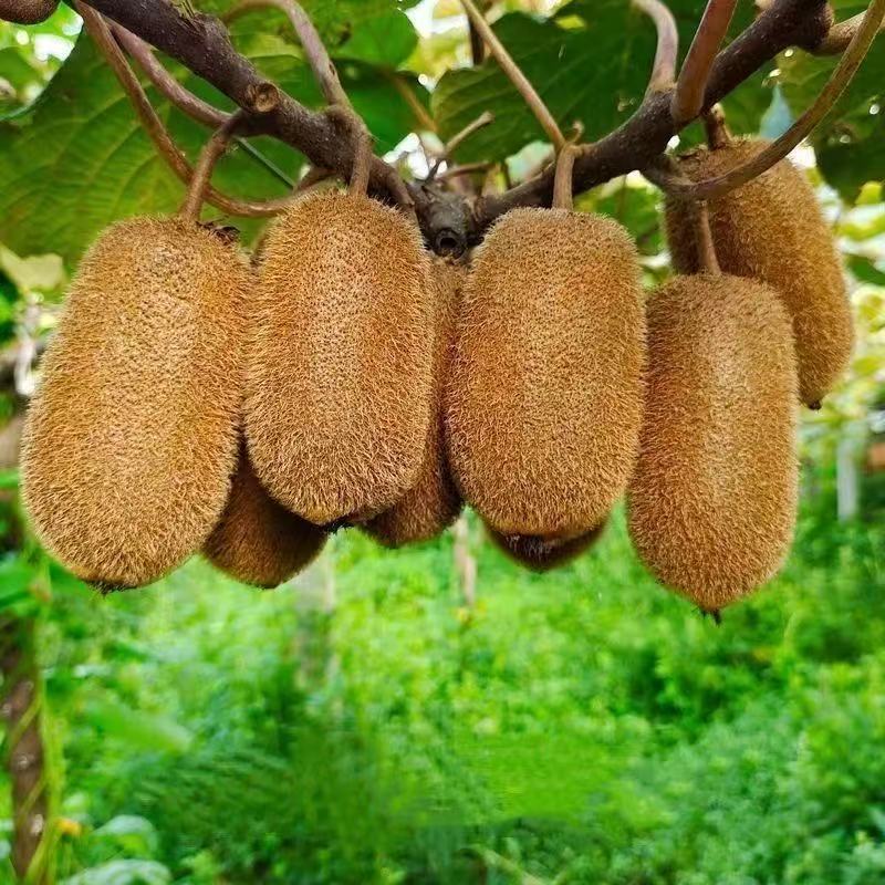 贵州修文猕猴桃新鲜水果当季整箱大果包邮正宗绿心奇异果