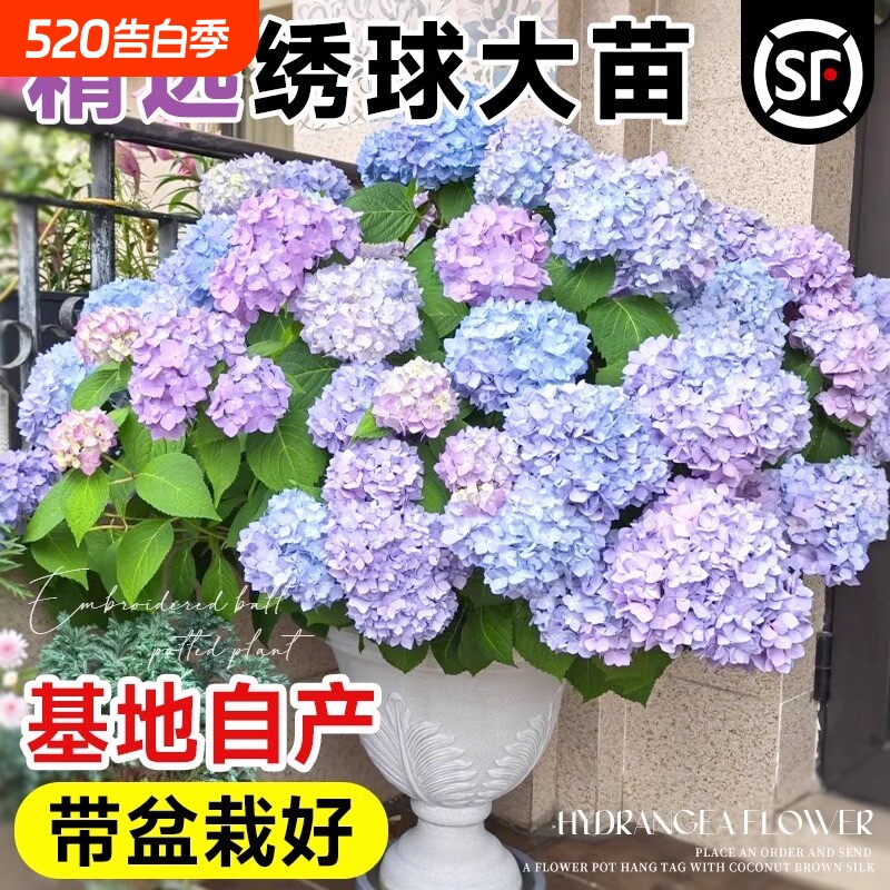 绣球花苗大花植物无尽夏开花好养的花四季不断盆栽花卉植物室内花