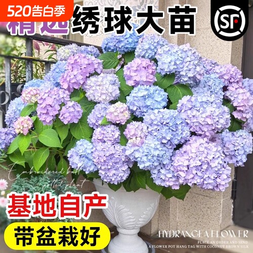 绣球花苗大花植物无尽夏开花好养的花四季不断盆栽花卉植物室内花