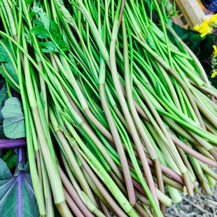 应季蔬菜湖北新鲜野芹菜水芹菜野生水芹菜现采摘现发洪湖令蔬菜