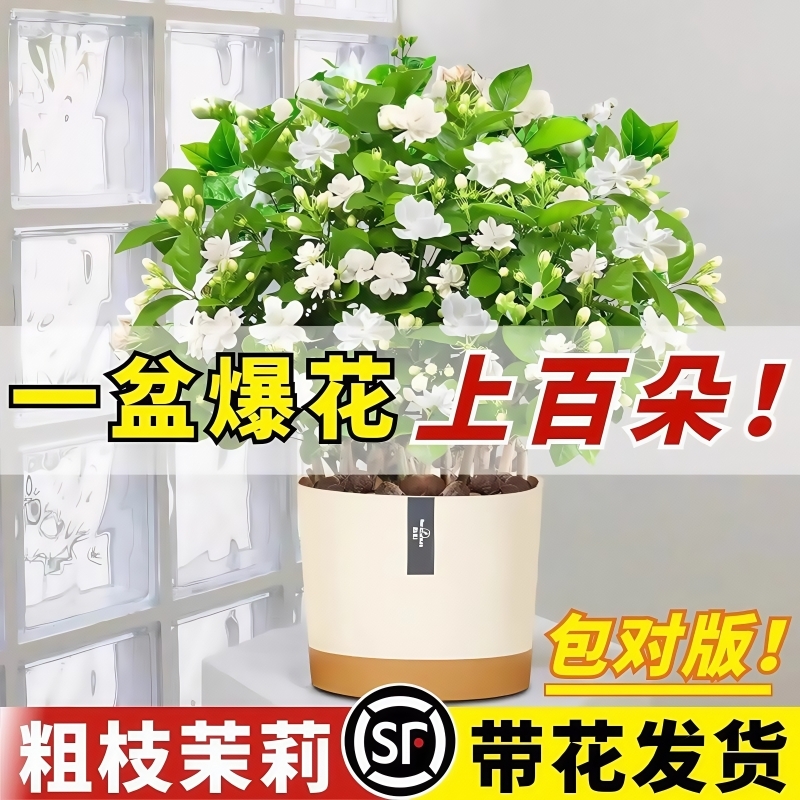 茉莉花盆栽花卉植物室内花四季开花树苗阳台庭院好养易活驱蚊绿植