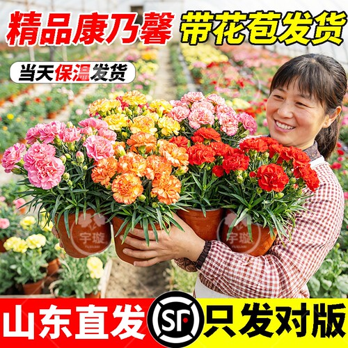 带花康乃馨盆栽带花苞四季花卉室内耐寒阳台年宵观花植物好养易活