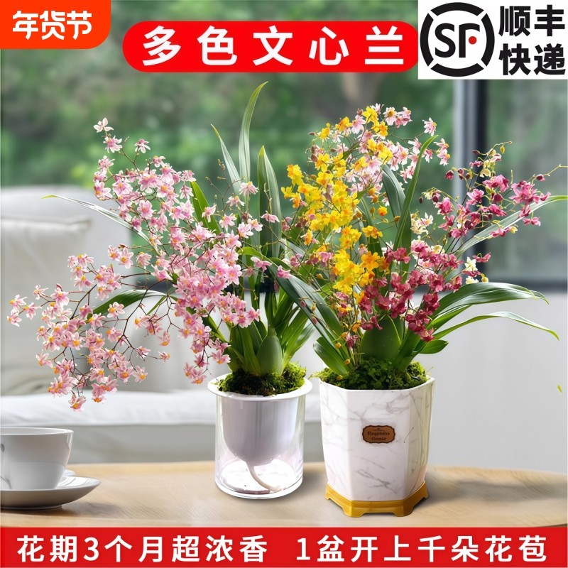 香水味文心兰当年开花现带花苞梦香兰花苗花卉盆栽水培植物冬季,鲜花速递/花卉仿真/绿植园艺,国兰/杂交兰/洋兰类,淘宝优惠券,粉丝福利购,淘宝优惠卷