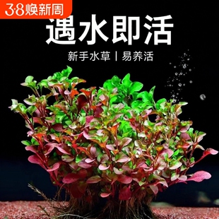 红波水草沉底植物好养鱼缸造景阴性增氧水培植物浮萍定植火焰淡水
