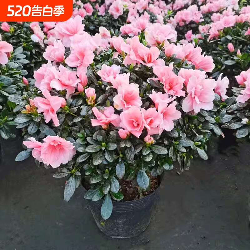 粉色杜鹃花盆栽丛生室内外观花卉绿植好养盆栽好养活适合新手美观