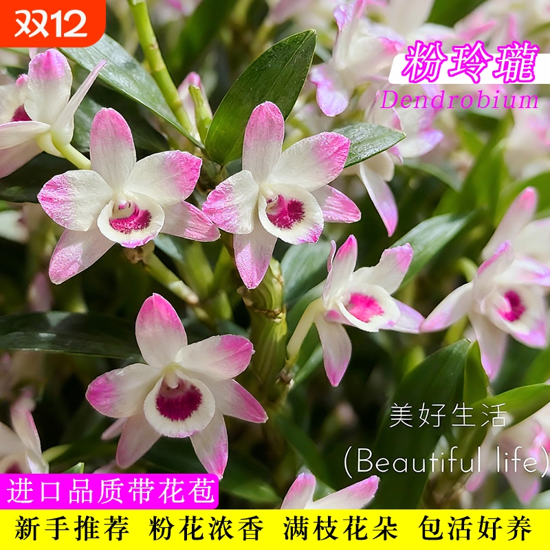 带花苞粉玲珑春石斛兰花苗室内水培花卉绿植盆栽开花鲜花品种浓香