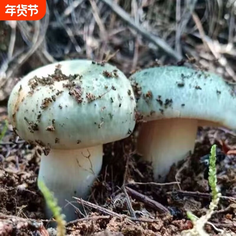 绿胎菌菌种食用菌蘑菇种植包青头菌食用菌蘑菇种