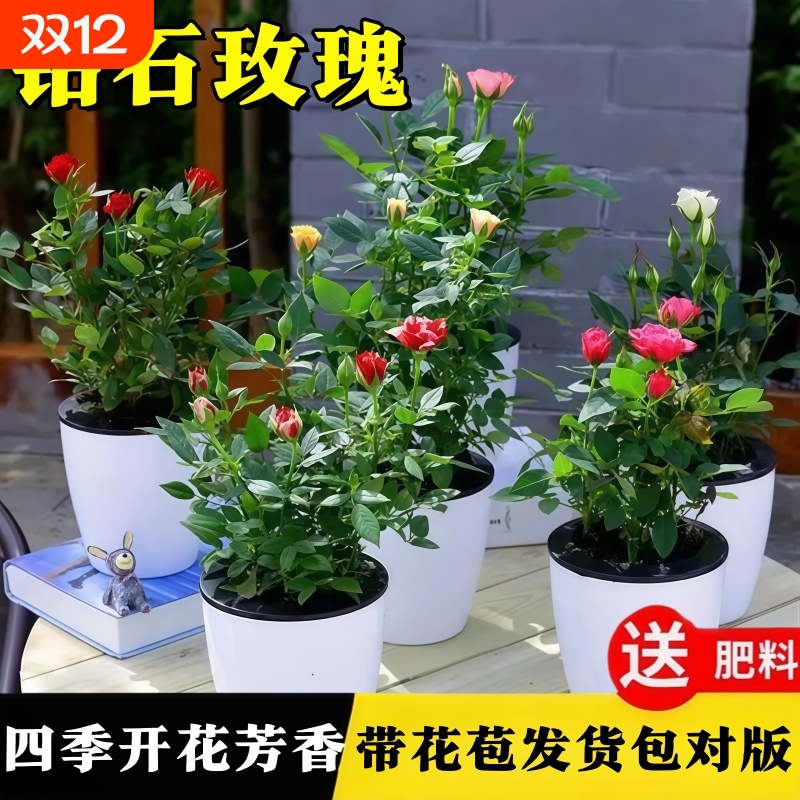 迷你玫瑰花月季花苗带花苞盆栽阳台卉好养小绿植物鲜花小苗开花