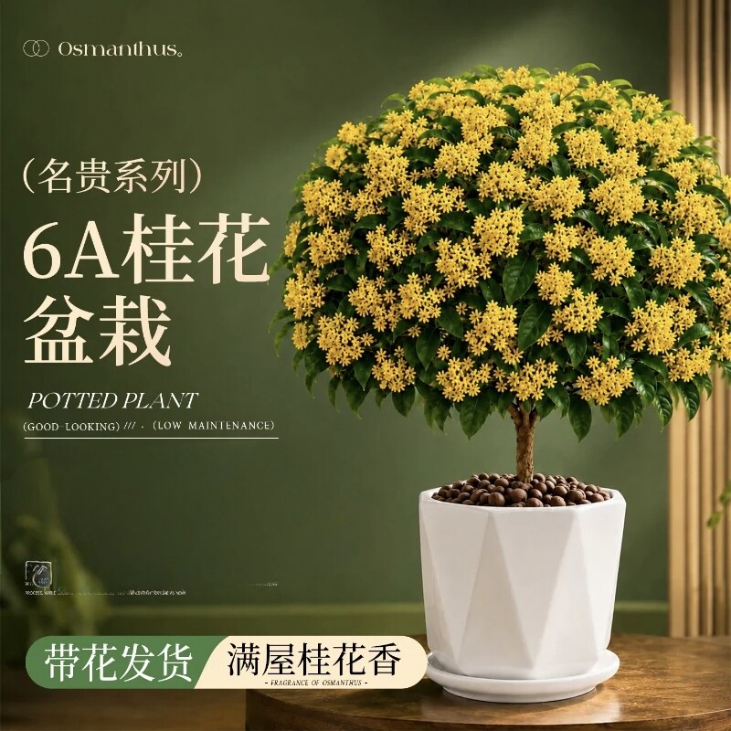 四季桂花盆栽树苗浓香型新中式盆景矮桩绿植桌面办公室内盆栽植物