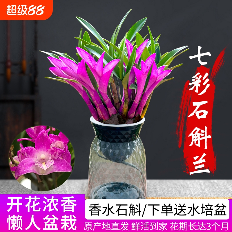 七彩香水石斛兰花四季好养绿植净化空气客厅室内水培开花盆栽花卉