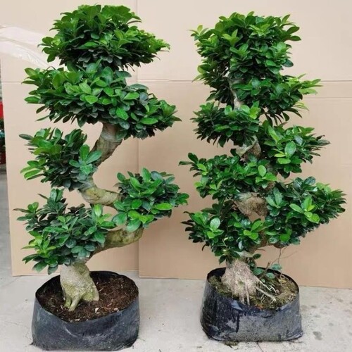 8字金钱榕树盆栽室外植物