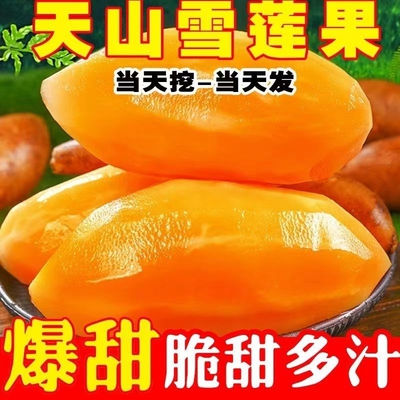 正宗云南天山雪莲果新鲜现挖雪莲果新鲜当季黄心白心雪莲果