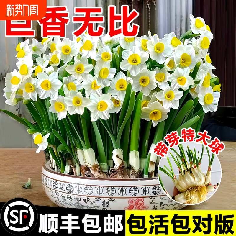 漳州水仙花种球水培盆栽植物冬季花卉年宵花耐寒室内鲜切酒杯土培