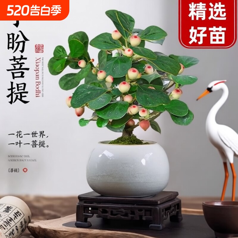 菩提树盆景小盼菩提盆栽禅意小盆栽室内绿植客厅乔木办公桌造型